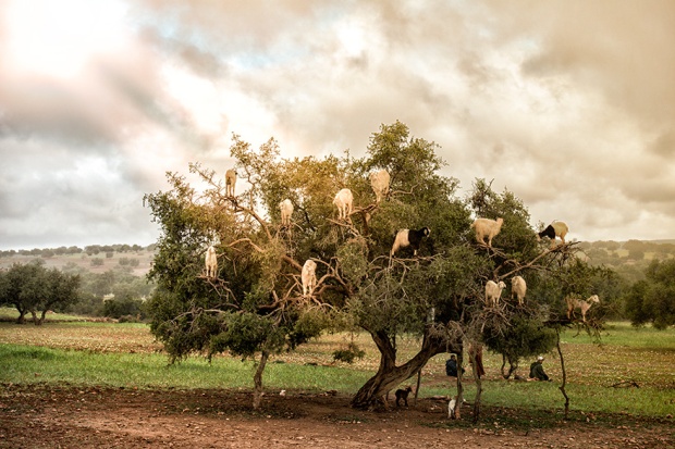 An argan tree loaded with fruits, sorry, goats :-)